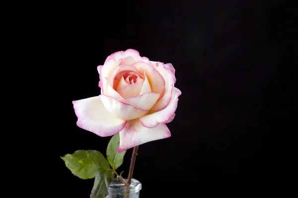 Pink Rose Isolated On white — Stock Photo, Image