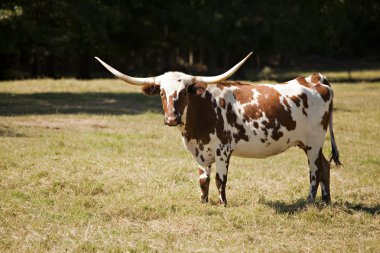 Texas longhorn inek çayırda