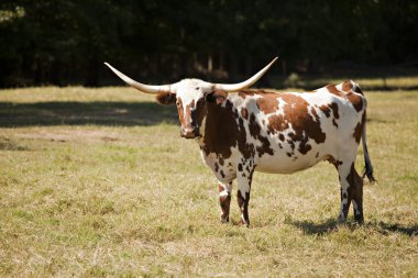 Texas Longhorn Cow in Meadow clipart