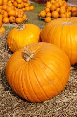 Şükran günü Cadılar Bayramı Güz pumpkins