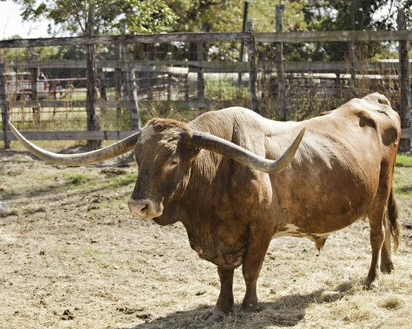 Техасский длиннорогий бык — стоковое фото