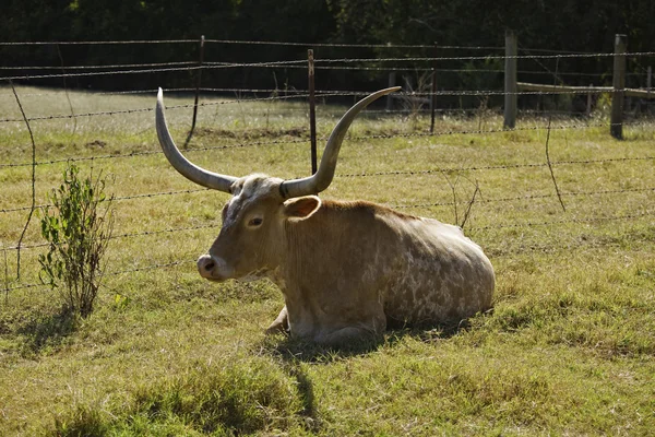 Texas Vaca Longhorn em repouso — Fotografia de Stock
