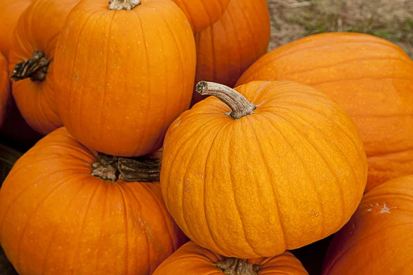 stock image Autumn Halloween Pumpkins