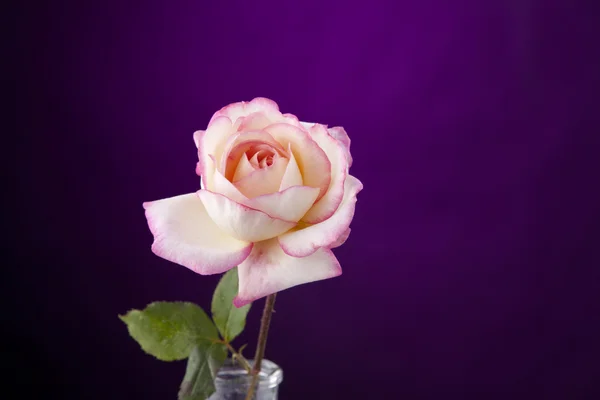 Ροζ ροδαλό λουλούδι απομονωθεί — Φωτογραφία Αρχείου