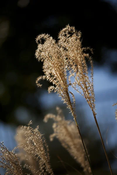 stock image Garden Pampas Grass Close Up