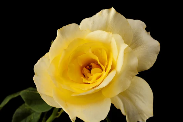 Gele roos geïsoleerd op zwart — Stockfoto