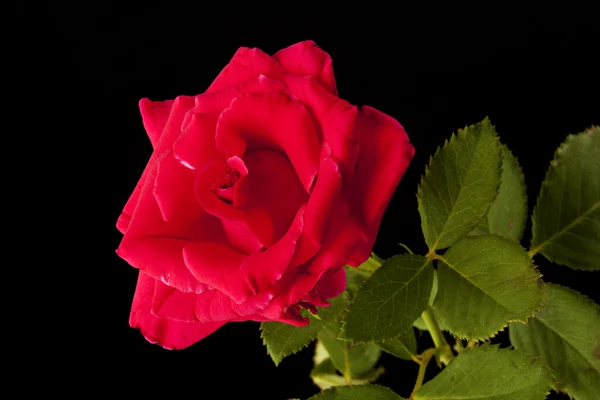 Rode roos geïsoleerd op zwart — Stockfoto