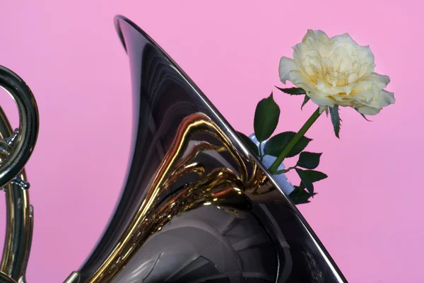 Franska horn med gul ros på rosa — Stockfoto