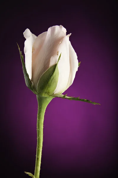 Бутон розовой розы на фиолетовом фоне — стоковое фото