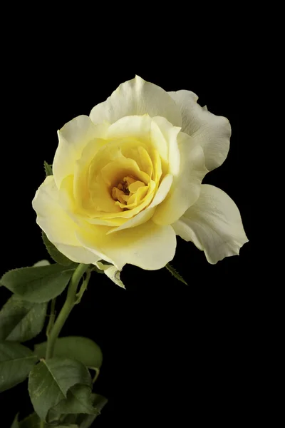 Yellow Rose Isolated on Black — Stock Photo, Image