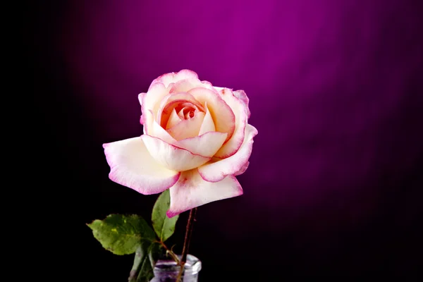Розовая роза против фиолетового света — стоковое фото