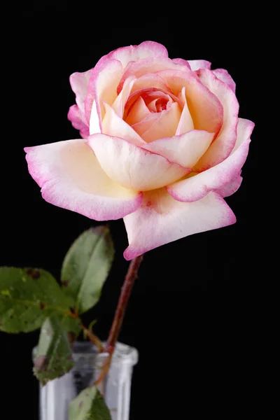 Rosa Rose Blume gegen schwarz — Stockfoto