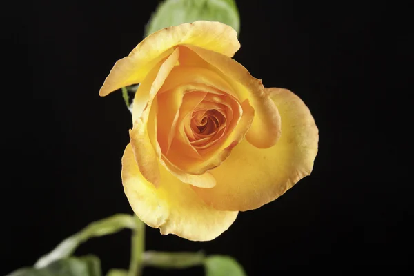 Kuning mawar terisolasi pada hitam — Stok Foto