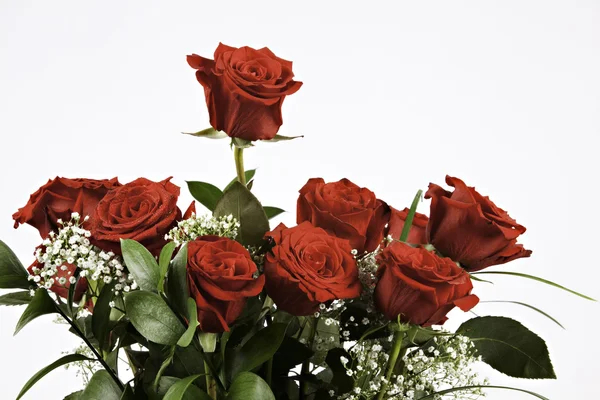 Куча красных роз, выделенных на белом — стоковое фото