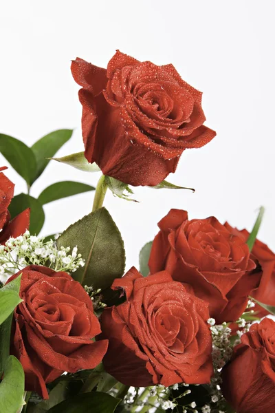 Elszigetelt fehér vörös rózsa csokor — Stock Fotó