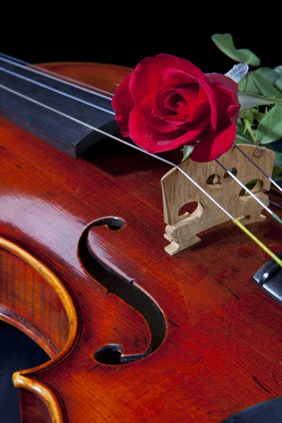 바이올린 비올라와 붉은 장미 스톡 이미지