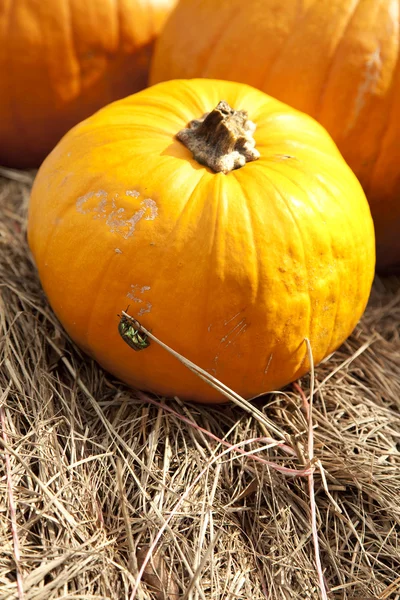 stock image Pumpkin and Bug Thanksgiving Halloween