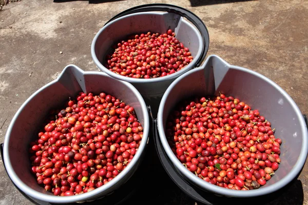 Three pails full of red coffee beans — Stock Photo, Image