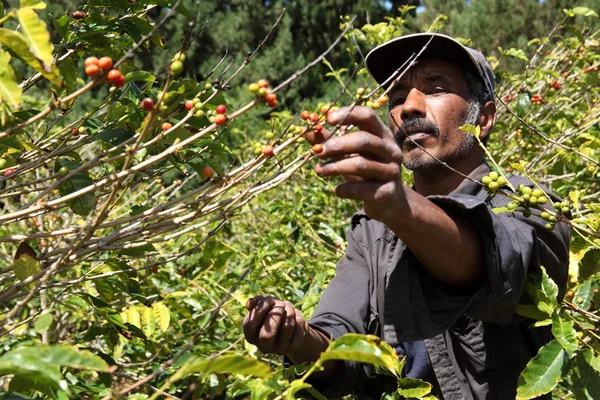 Coffee farmer picking ripe beans — Stock Photo, Image