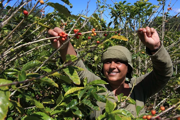 Woman picking coffee beans in sun Stock Picture