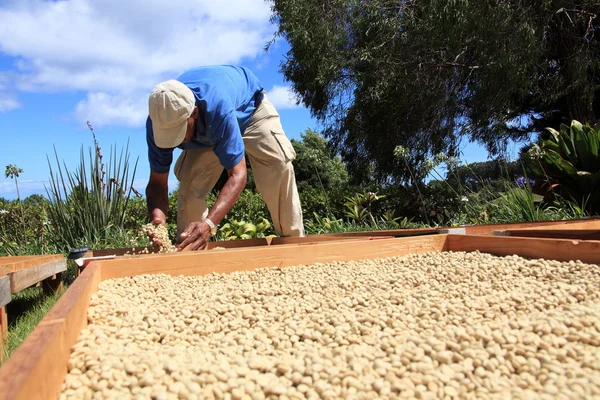 Granjero secando granos de café al sol Imagen de stock
