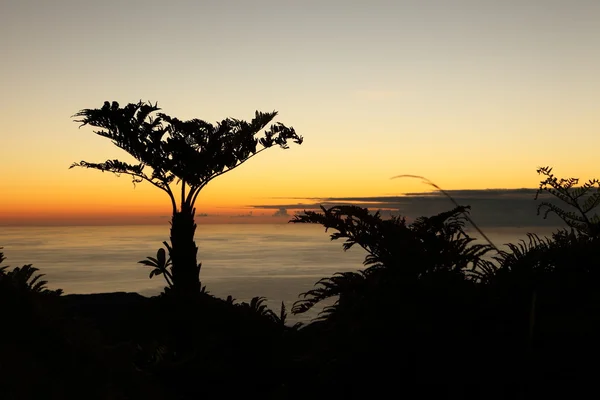 夜明けの固有種の木生シダ — ストック写真