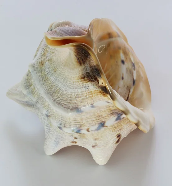Velké shell. — Stock fotografie
