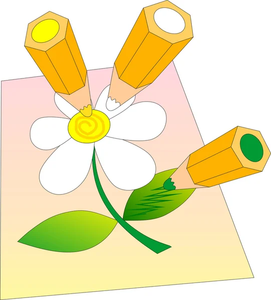 สีดินสอวาดดอกคาโมไมล์ . — ภาพถ่ายสต็อก