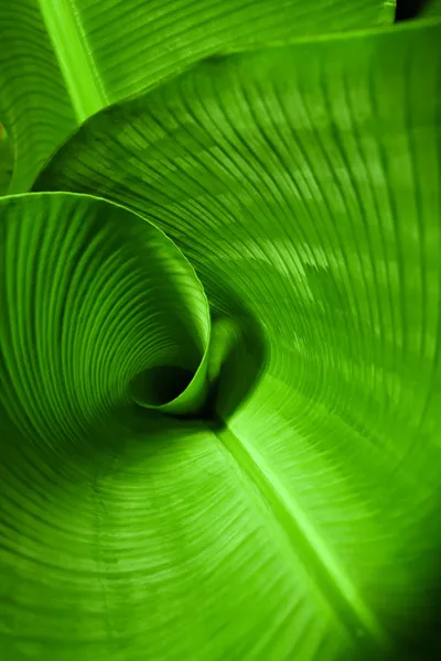 バナナの葉のカール — ストック写真