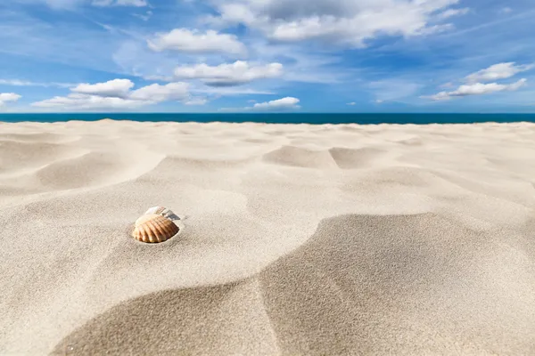 Мушлі на пляжі — стокове фото