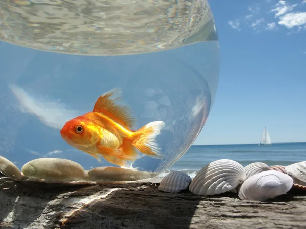 Золотая рыбка в отпуске Стоковое Фото