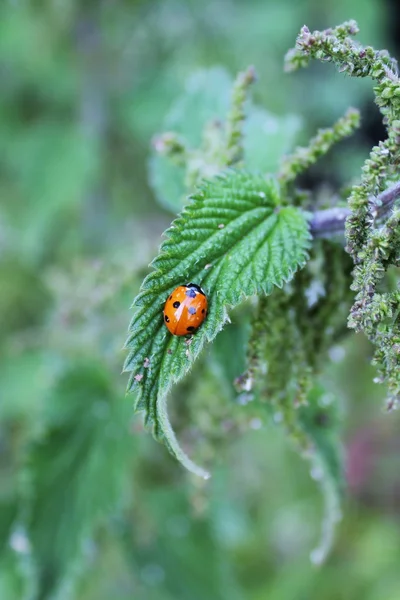 stock image Common ladybird on stinging nettle leaf