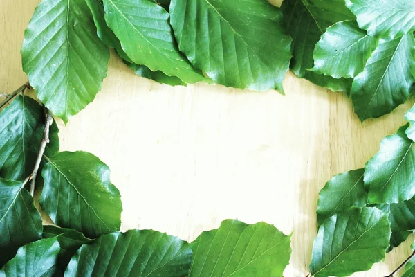 Quadro de folha de faia verde brilhante sobre fundo de madeira de faia Fotos De Bancos De Imagens