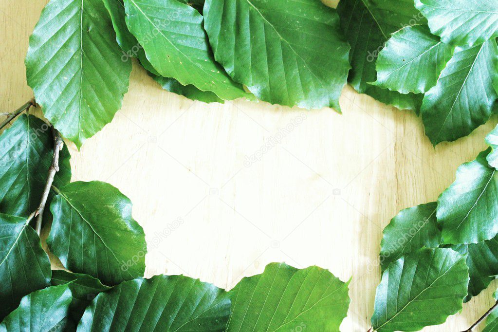 Bright green beech leaf frame over beech wood background
