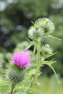 parlak kabarık mor thistle çiçek