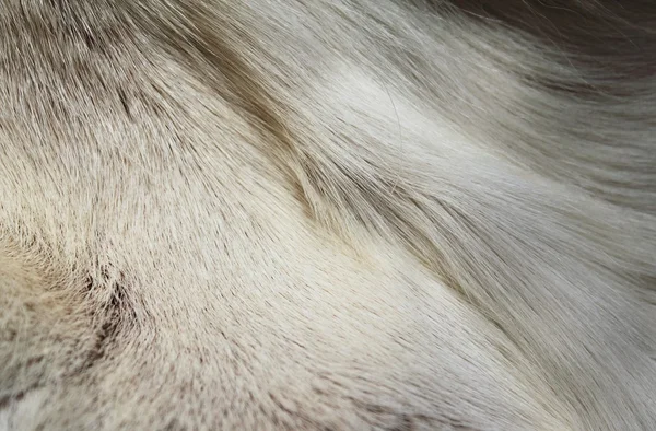 Renifer skóry futra — Zdjęcie stockowe