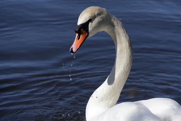 Stock image Beautiful swan against blue water