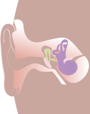 Illustration of a human ear on a white background clipart