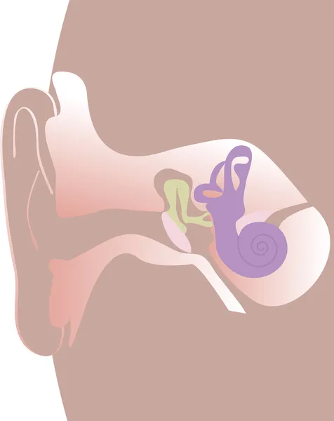 Ilustración de un oído humano sobre un fondo blanco — Vector de stock