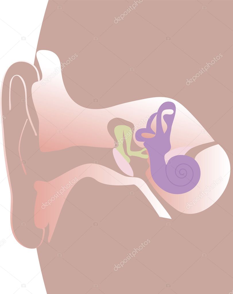 Illustration of a human ear on a white background