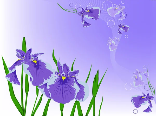 紫罗兰花 — 图库矢量图片