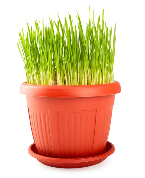 Vaso vermelho com grama verde — Fotografia de Stock