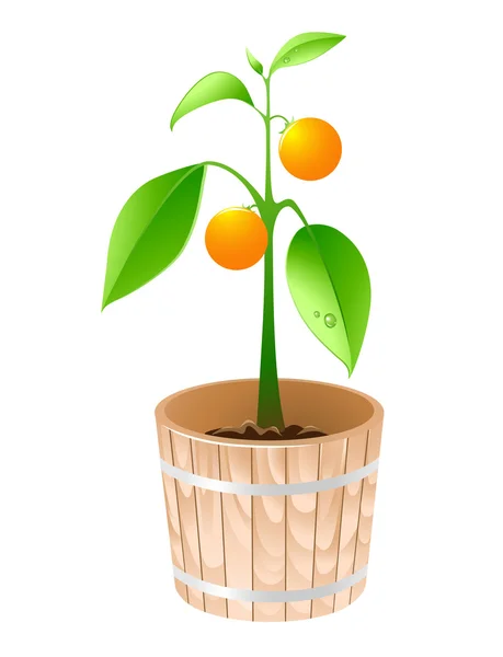 木製浴槽のオレンジの木 — ストックベクタ