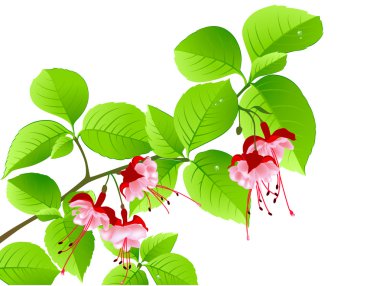 Green flowering branch of tropical tree clipart