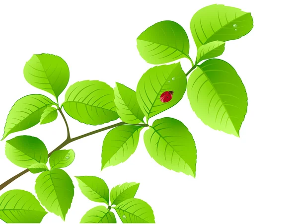 Fondo floreale con ramo verde e coccinella — Vettoriale Stock