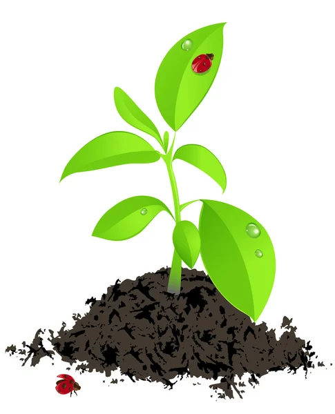 Junge grüne Pflanze und Marienkäfer — Stockvektor