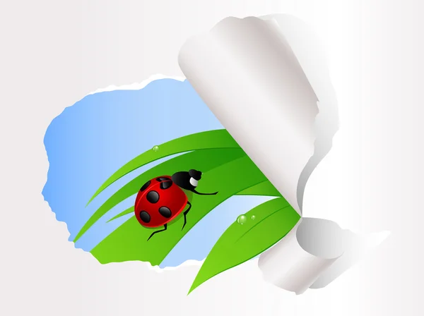 Lieveheersbeestje zittend op groen gras — Stockvector