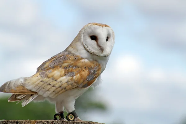 Beautiful owl — Stock Photo, Image