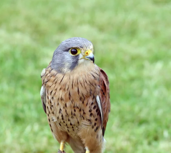 Stunning bird of prey — Stock Photo, Image