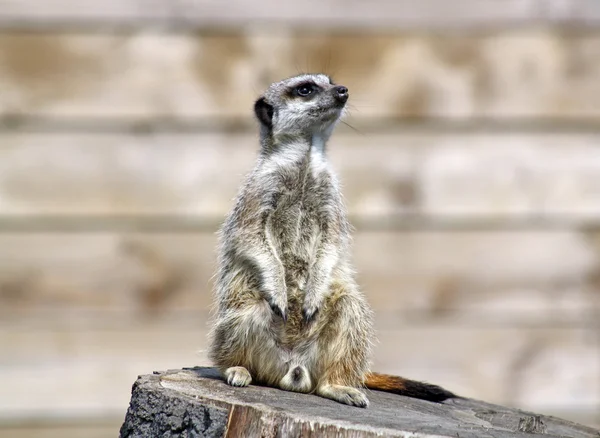 Meerkat mirando a la derecha — Foto de Stock